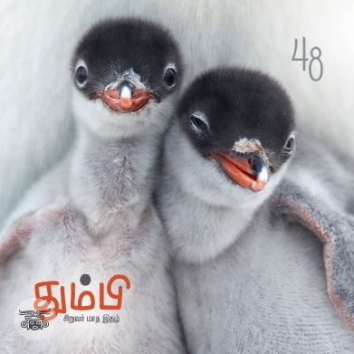 தும்பி 48