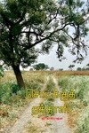 சொடக்குத் தக்காளி