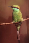 தமிழகப் பறவைகள்