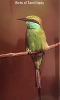 தமிழகப் பறவைகள்