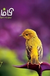 தும்பி 27
