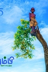 தும்பி 55